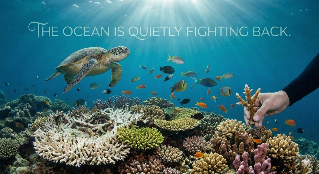 The Ocean Is Quietly Fighting Back The Ocean Is Quietly Fighting Back